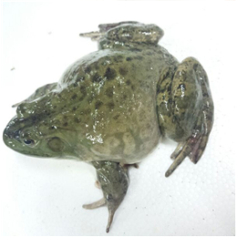鮮活牛蛙